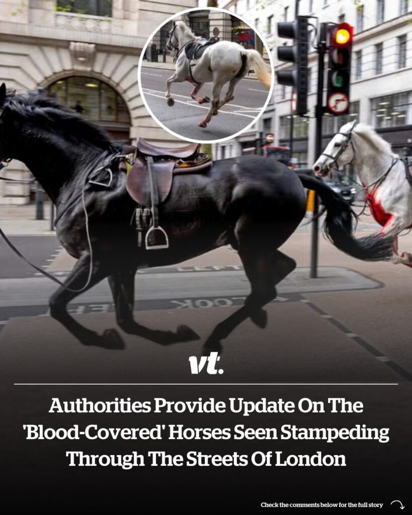 AUTHORITIES PROVIDE UPDATE ON THE ‘BLOOD-COVERED’ HORSES SEEN STAMPEDING THROUGH THE STREETS OF LONDON