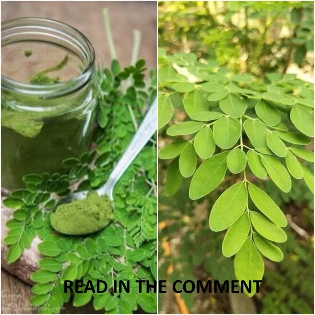 Discover the Wonders of Moringa: 10 Exceptional Benefits