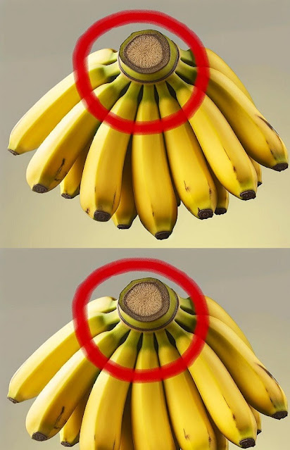 This portion of the bananas should never be thrown out since it is worth more than its weight in gold when it is kept at home.