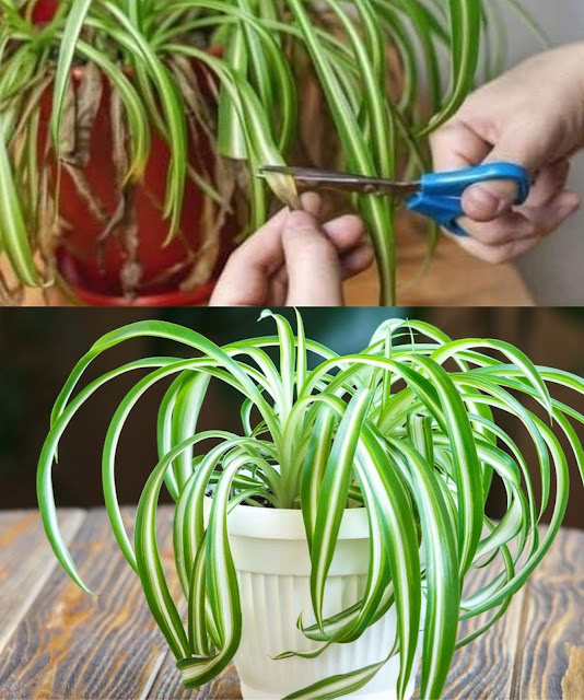 Symptoms and treatments for phalangium, often known as the “spider plant” that purifies the air in your house