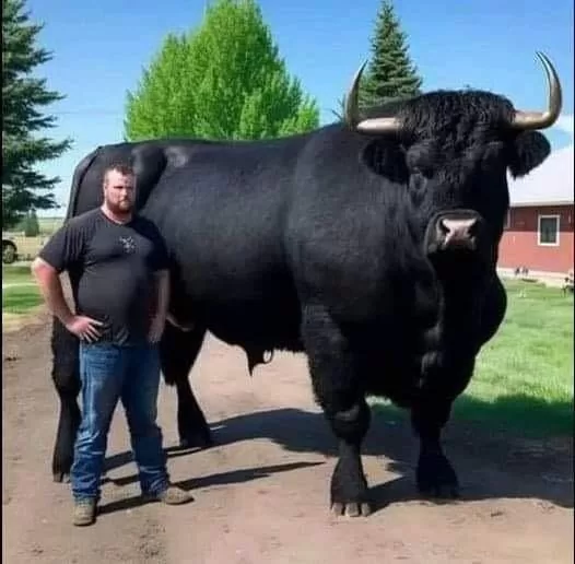 He Recently Spent $6.5k On A Young Registered Black Angus Bull