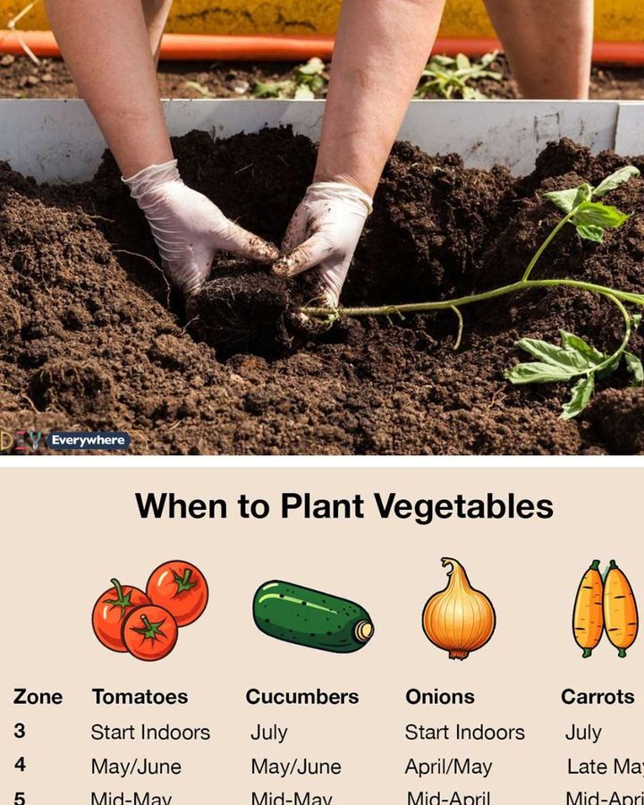 The definitive manual on optimal planting times for vegetables and their cultivation rationale