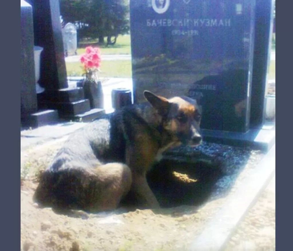 Dog refuses to leave grave – then a woman sneaks closer to find the truth