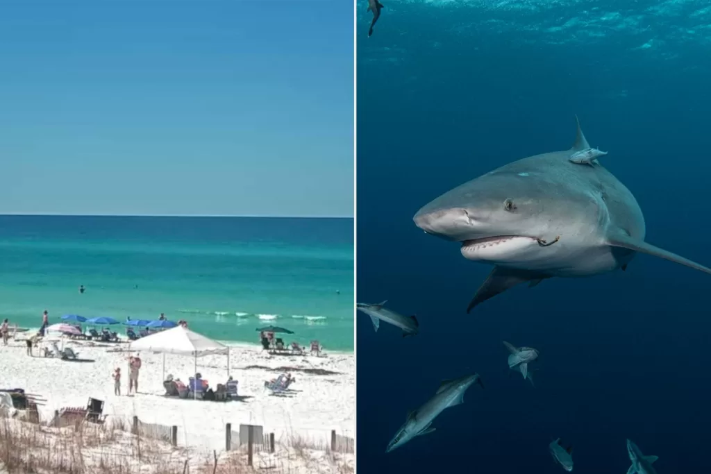 Why did those sharks attack on June 7? Here’s what the experts say