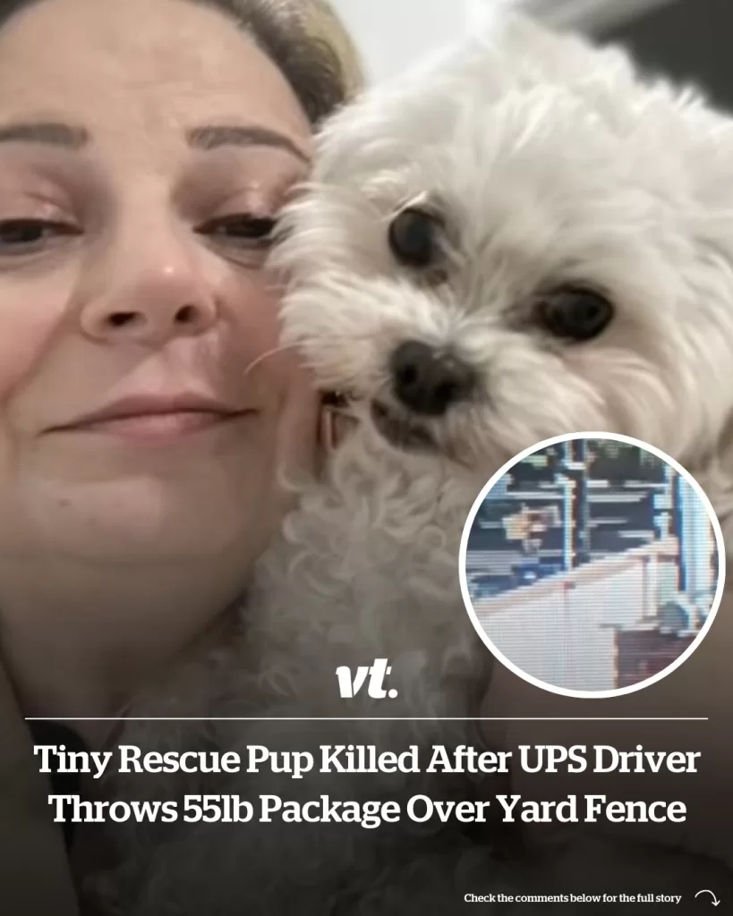 TINY RESCUE PUP KILLED AFTER UPS DRIVER THROWS 55LB PACKAGE OVER YARD FENCE